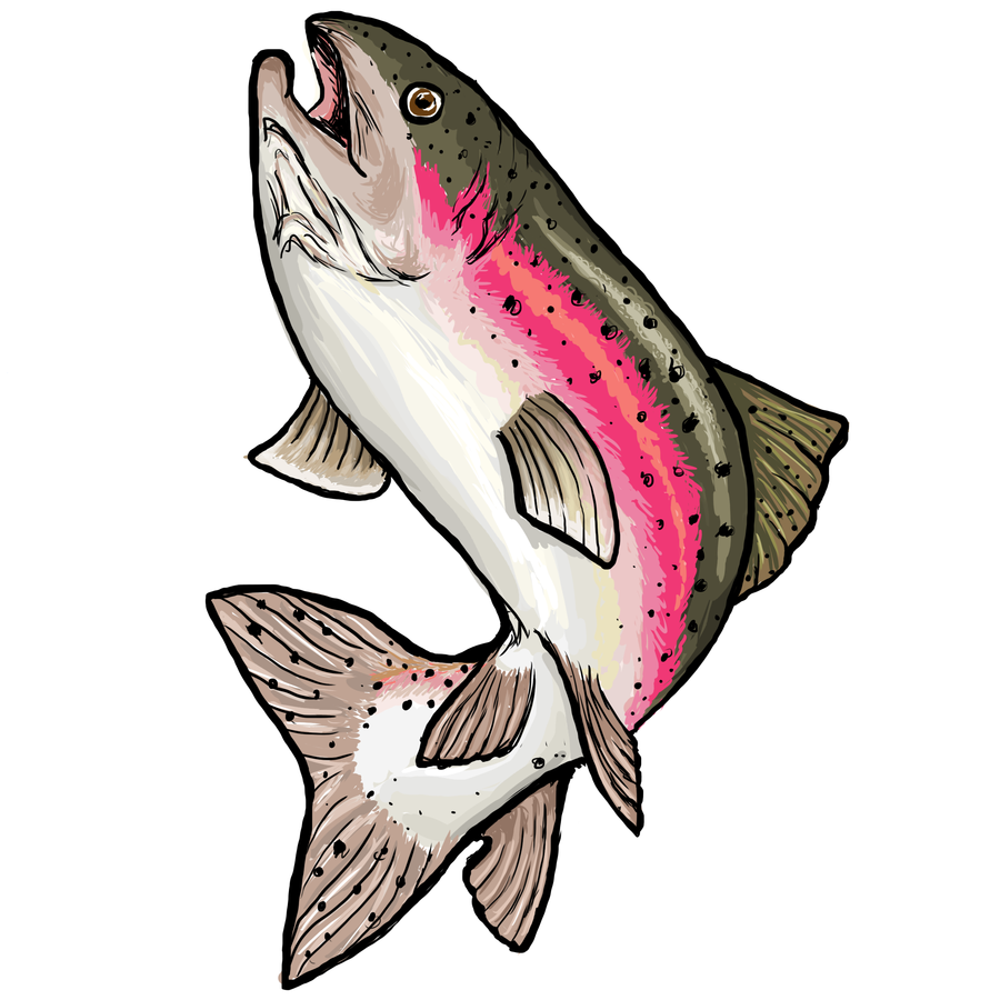 900x900 How To Draw A Trout Step By Step