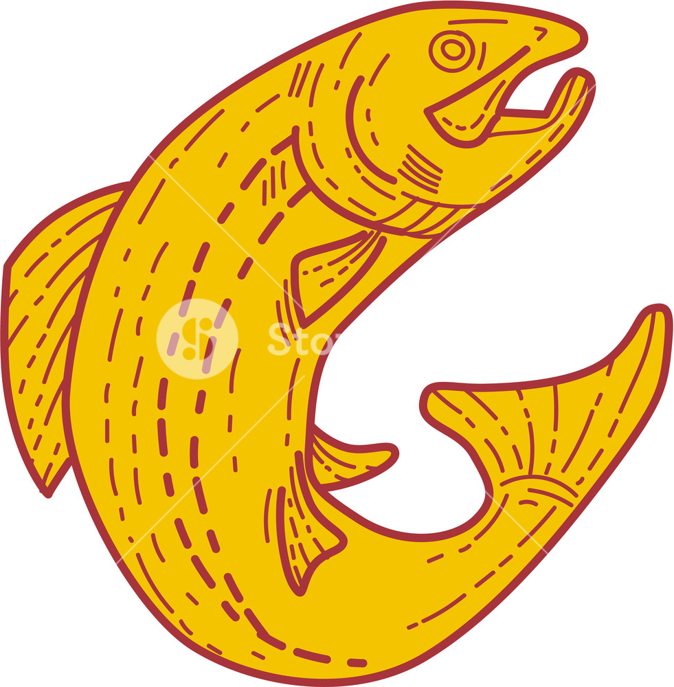 981x1000 Mono Line Style Illustration Of A Rainbow Trout Fish Jumping