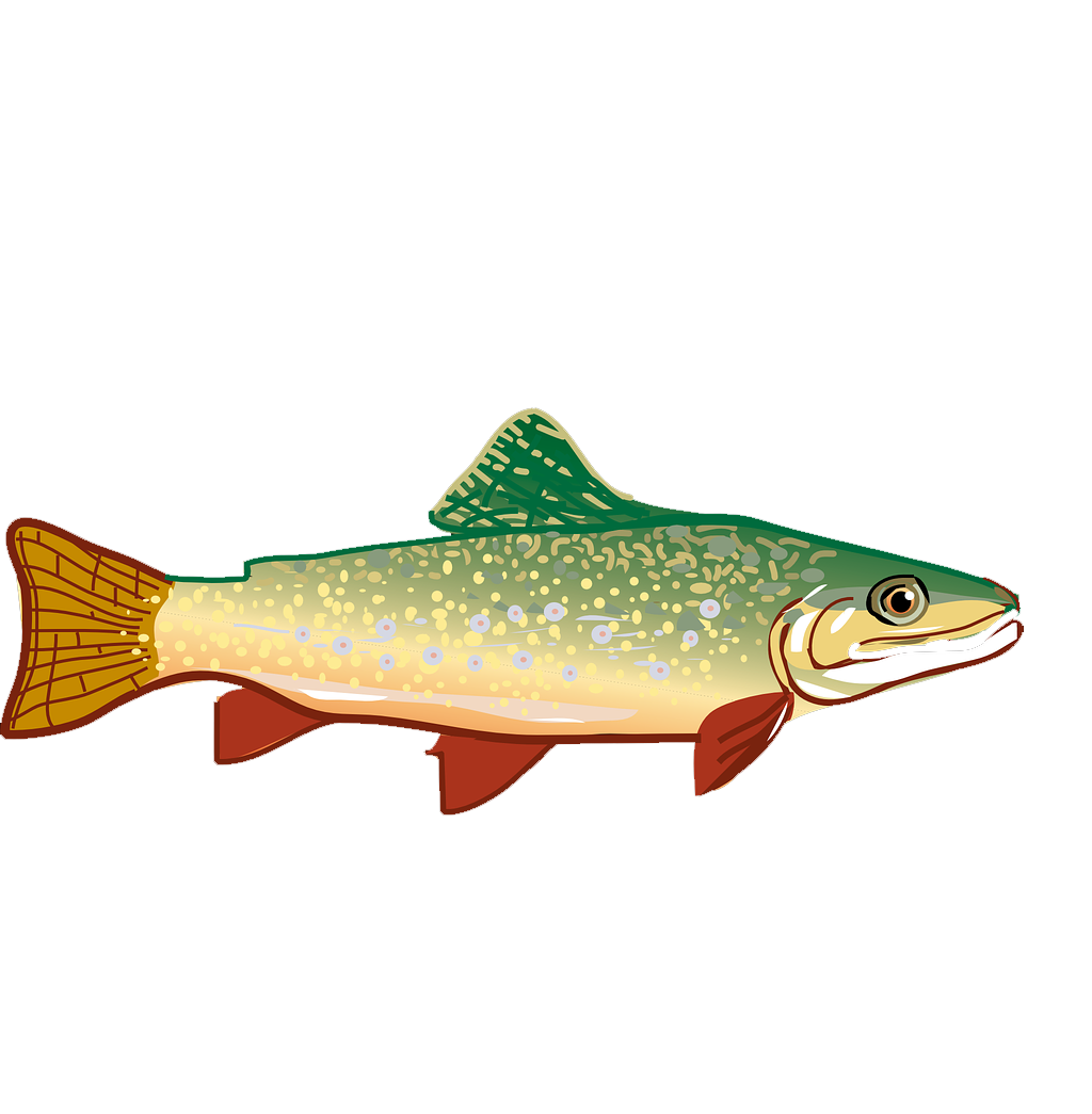 1024x1045 Rainbow Trout Clip Art