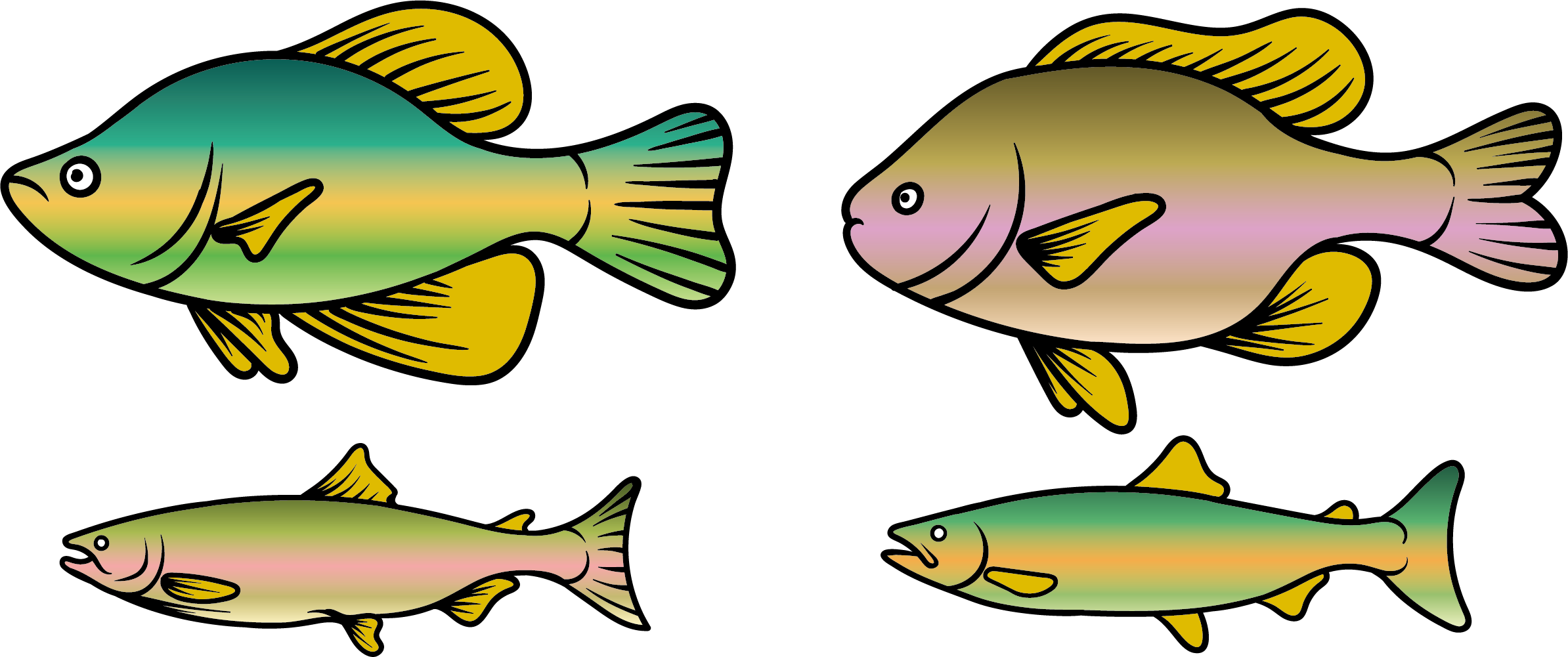 2388x1001 Rainbow Trout Fish Clip Art