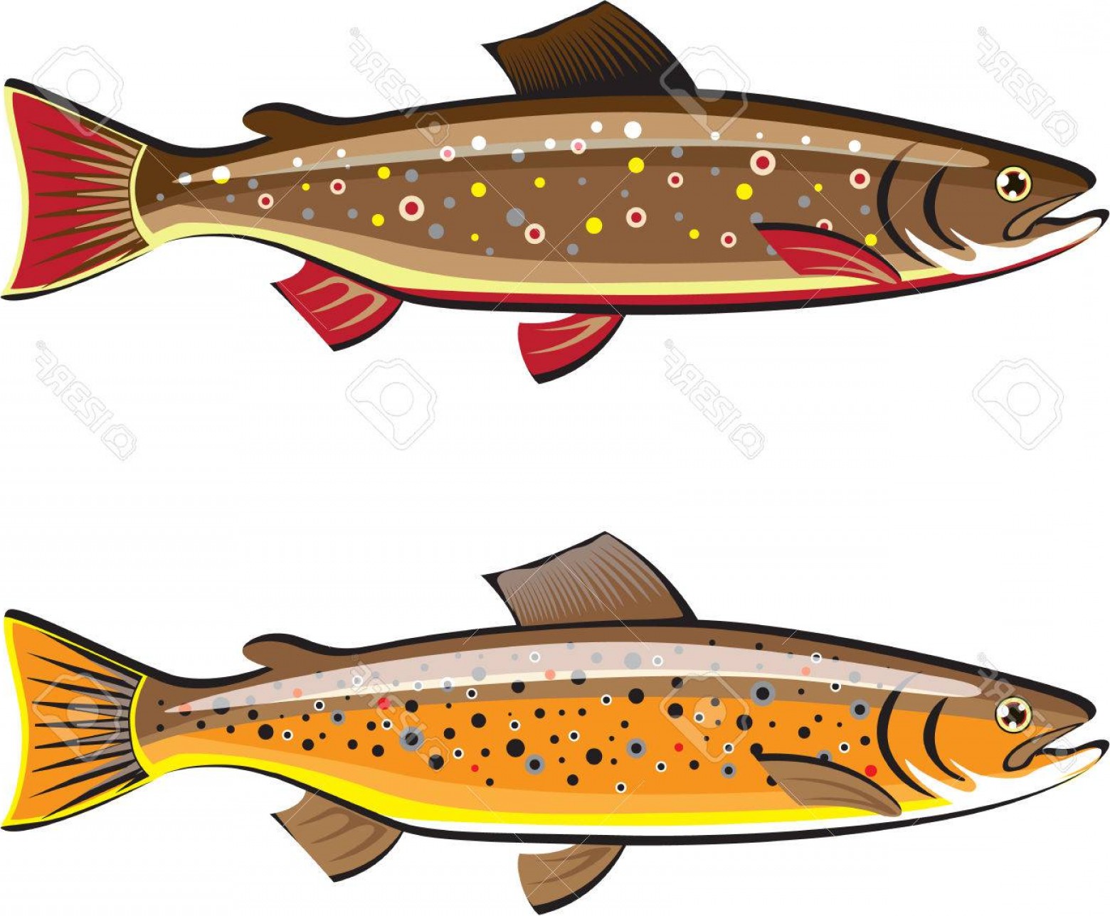 Rainbow Trout Clipart at GetDrawings | Free download