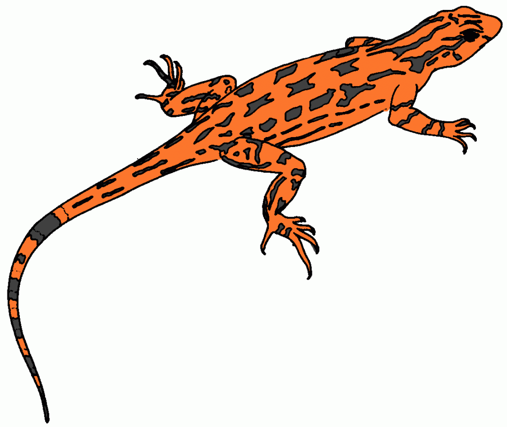 1024x863 Lizard Clipart