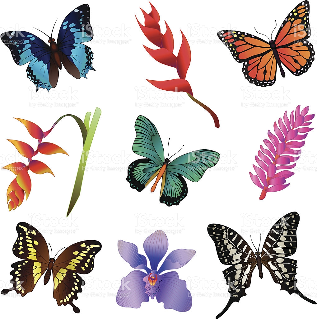 1019x1024 Rainforest Clipart Rainforest Butterfly Free Collection Download