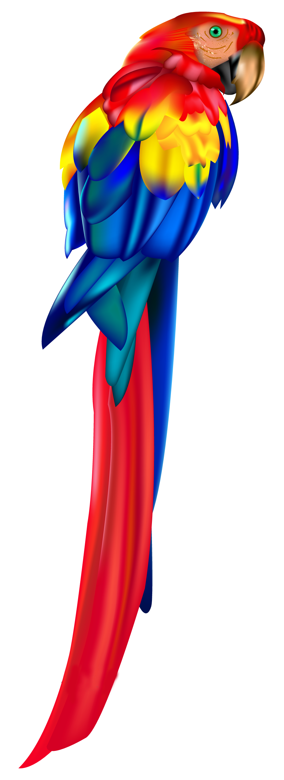 927x2546 Red Parrot Png Clipart