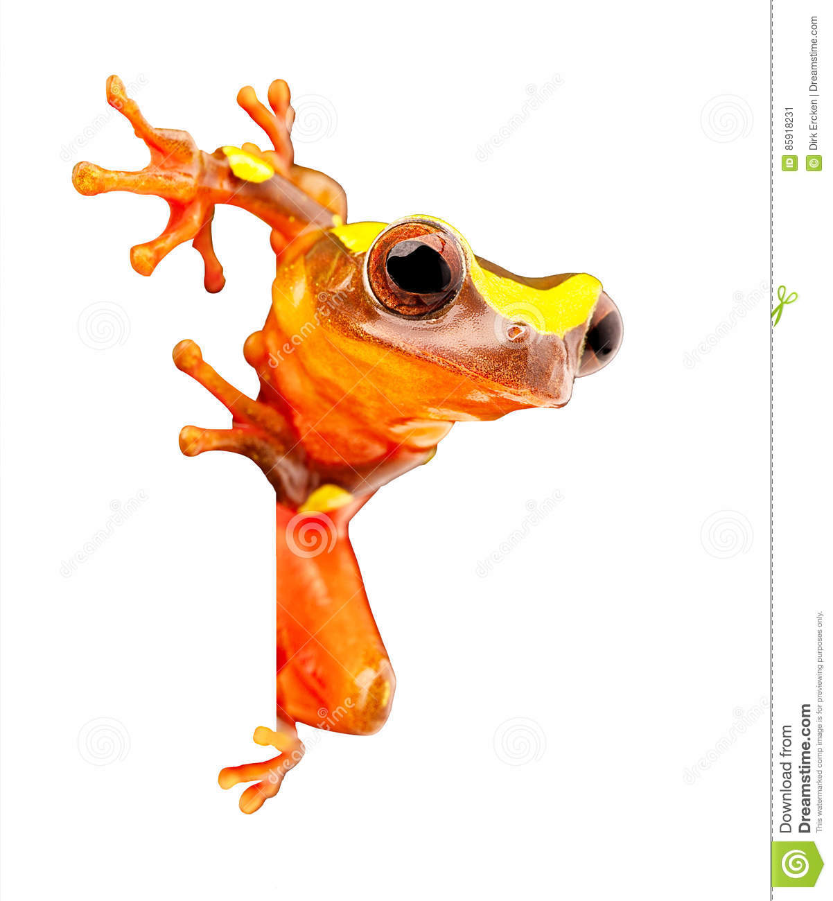 1202x1300 Amphibian Clipart Amazon Rainforest