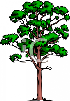 241x350 Rainforest Trees Clipart