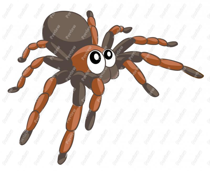 800x652 Rainforest Clipart Tarantula