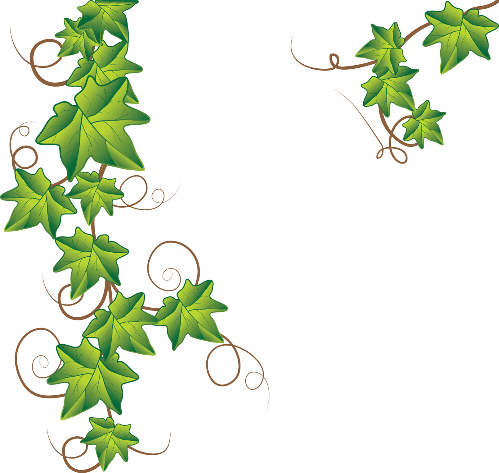 1608x1522 Jungle Vine Clipart