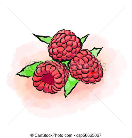 450x470 Colored Drawing Of Raspberries. Fresh Design Of Colorful Fruits