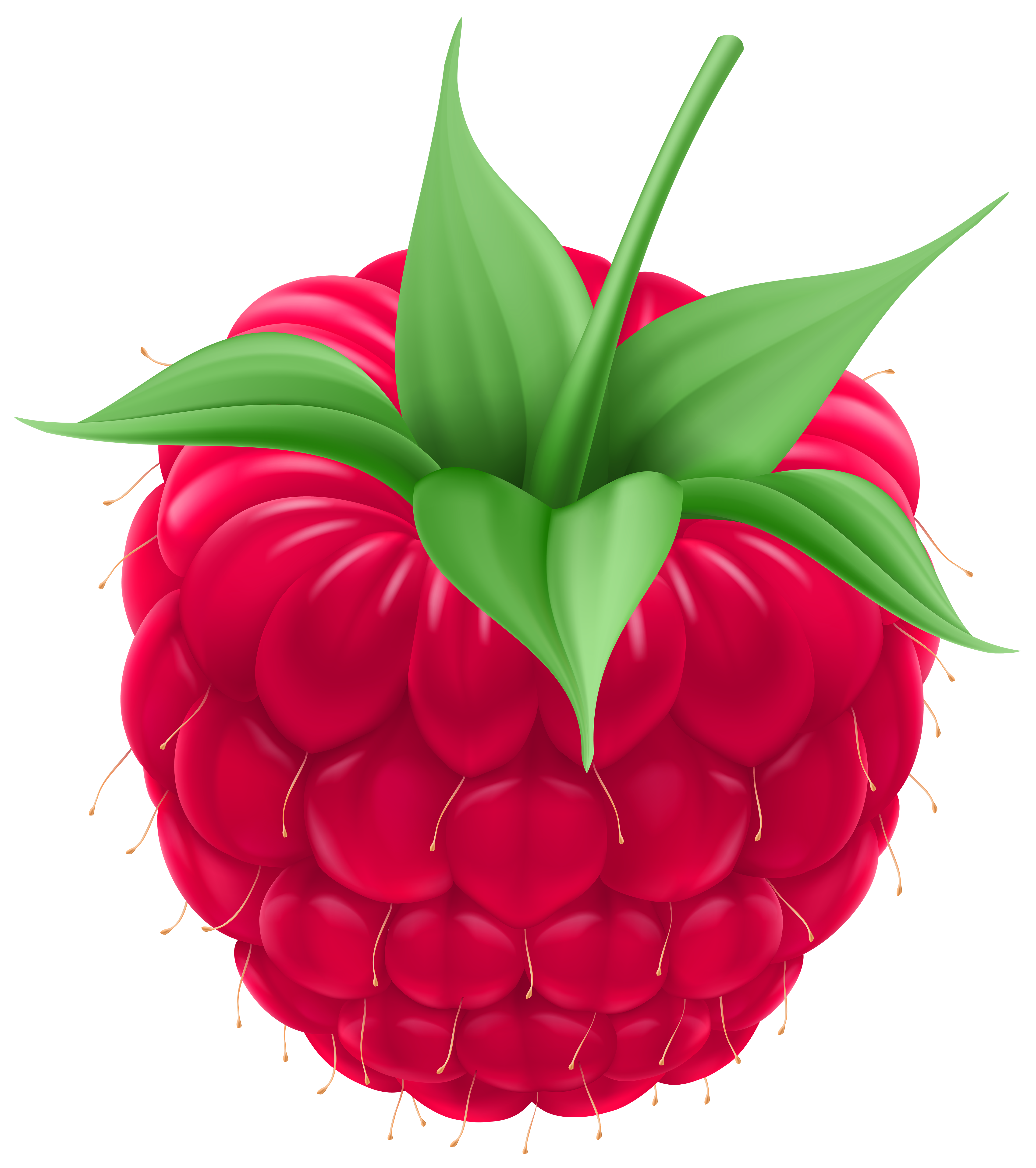 4436x5000 Raspberry Png Clip Art Imageu200b Gallery Yopriceville