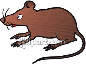 300x223 Curious Brown Rat