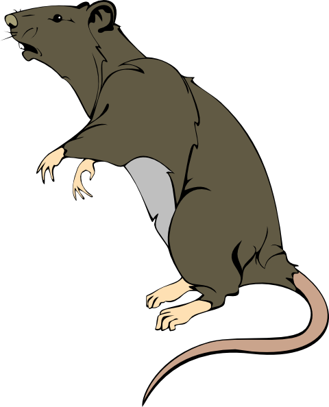 480x594 Rat Clipart Grey Greedy Rat Clip Art