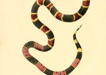 211x150 Awesome Turtle Cartoon Images Free Collection Free Cartoon