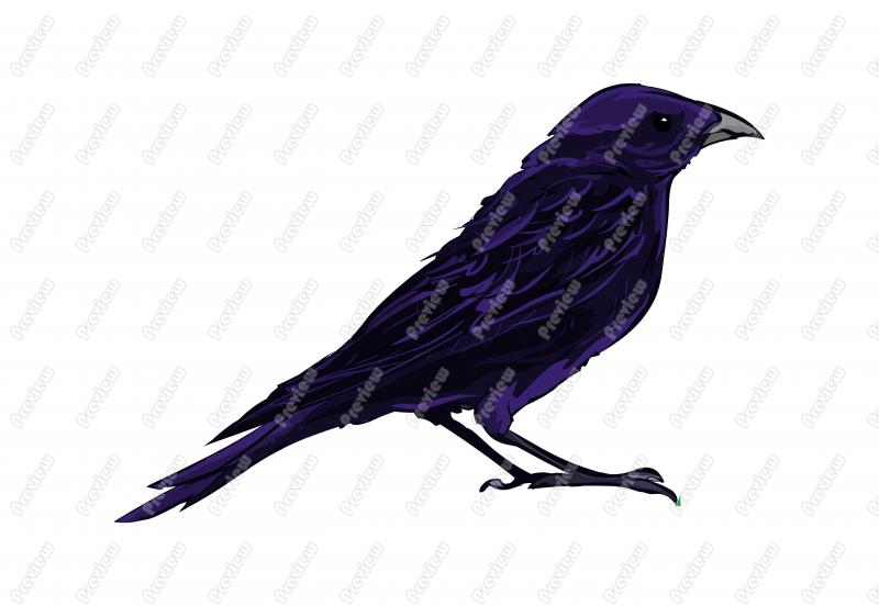 800x552 Realistic Shiny Cowbird Character Clip Art