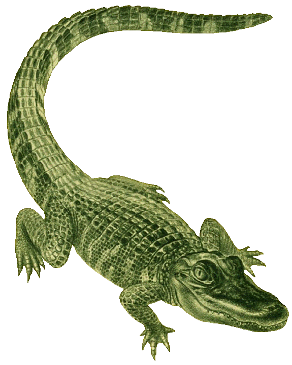575x720 Top 69 Crocodile Clip Art