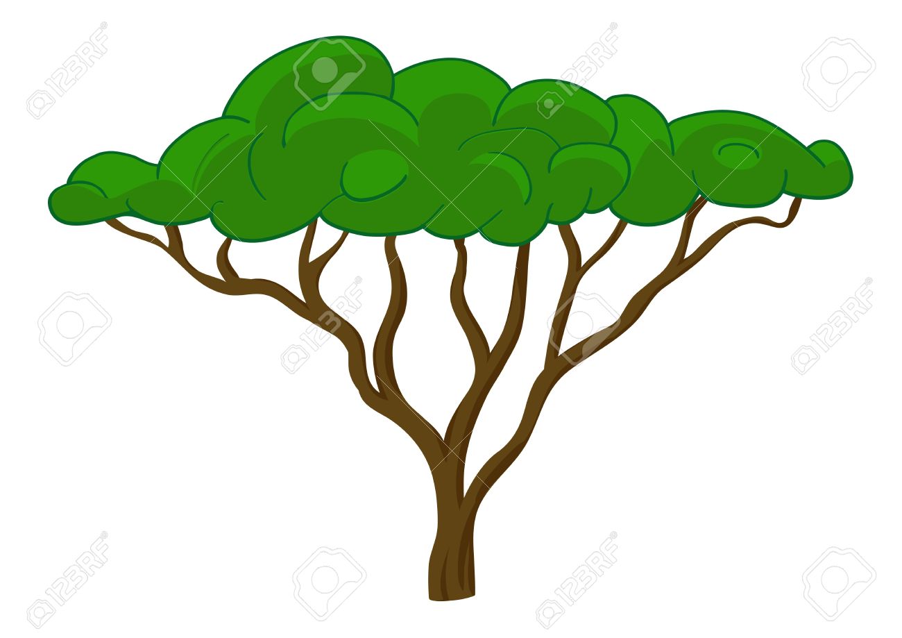 1300x919 Realistic Clipart Acacia Tree