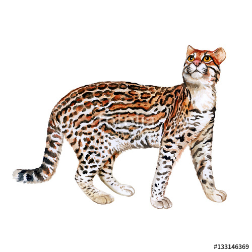 500x500 Watercolor Portrait Of Ocelot Cat With Dots, Stripes Isolated