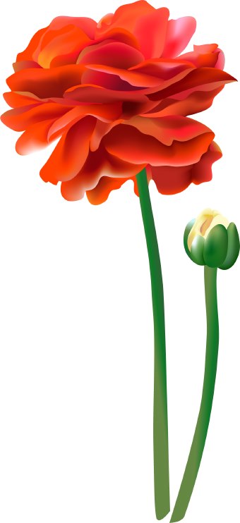 340x742 Flower Clipart Real Free Collection Download And Share Flower