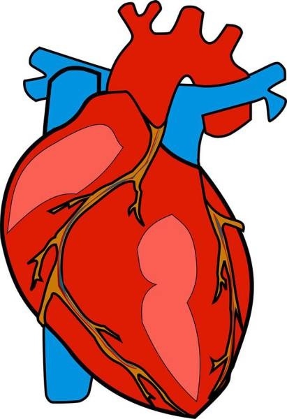 411x600 Real Heart Clipart Free Download Clip Art