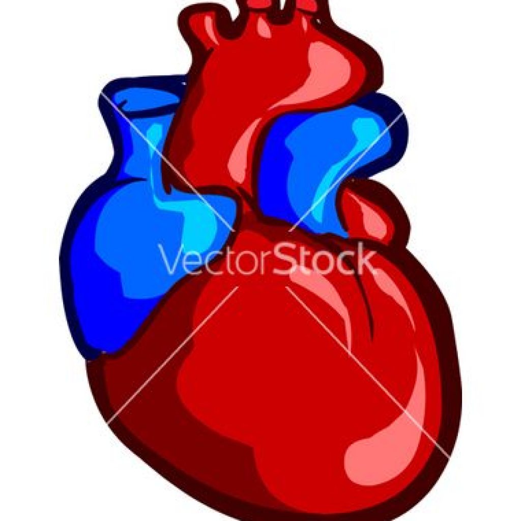 1024x1024 Real Heart Clipart School Clipart