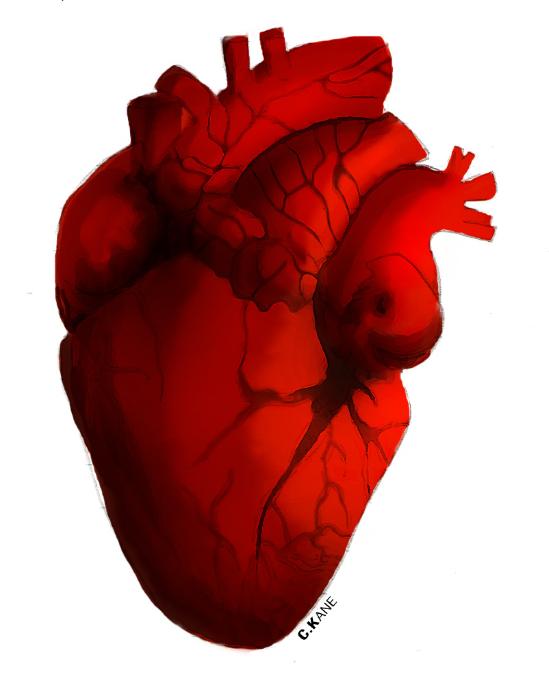 802x994 Real Heart Human Heart Clip Art Hostted 2 Clipartbarn