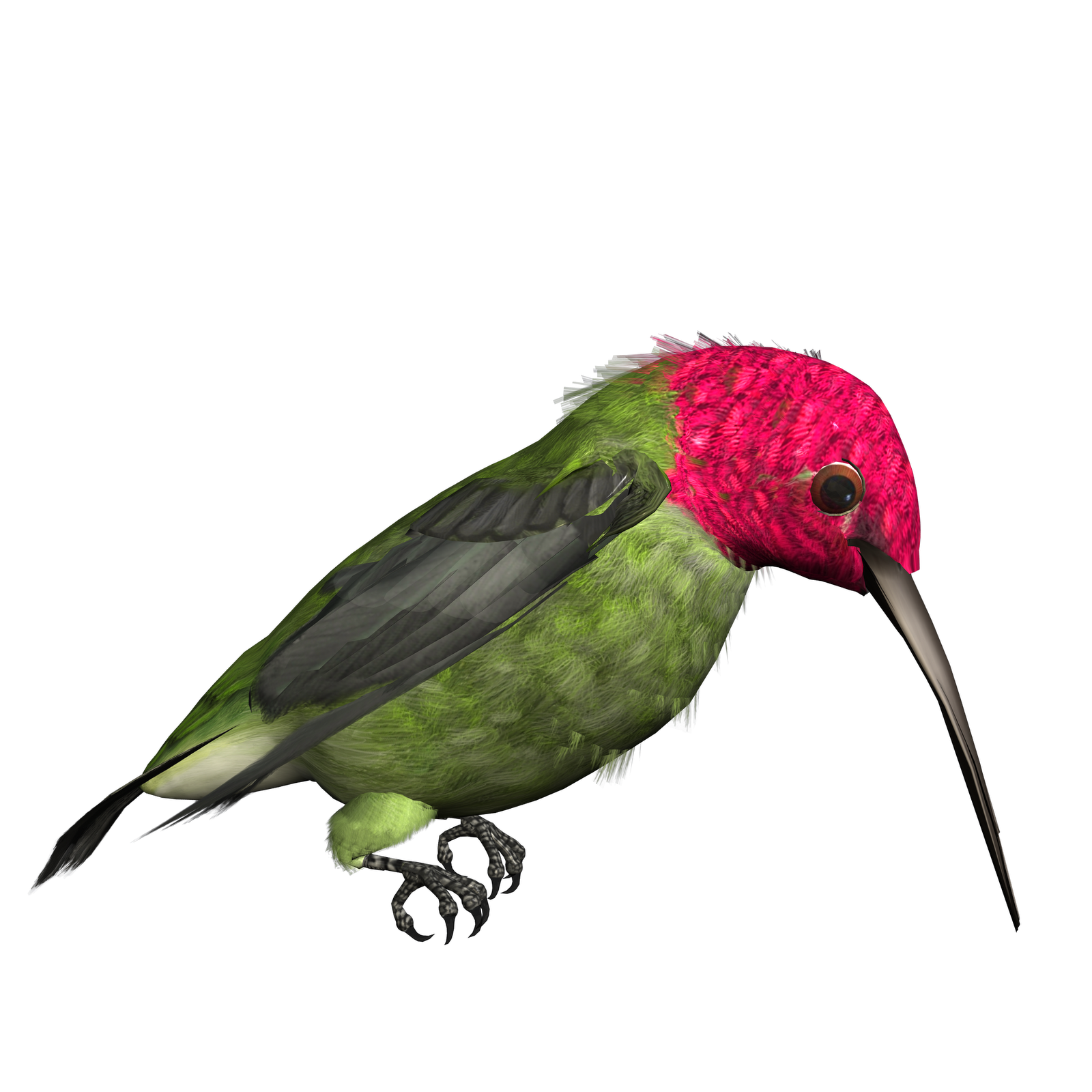 1600x1600 Hummingbird Clipart Clipart Panda