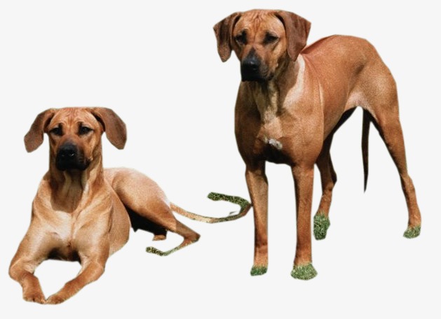 629x456 Landscape Effect Real Dog, Little Dog, Dog Real Photos, Dogs Bust