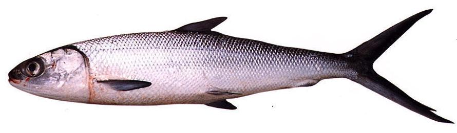 890x260 Milkfish Free Images