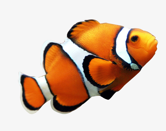 632x501 Seafood Clown Fish Yellow, Clownfish, The Underwater World, Real
