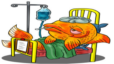 370x208 Sick Fish Clipart