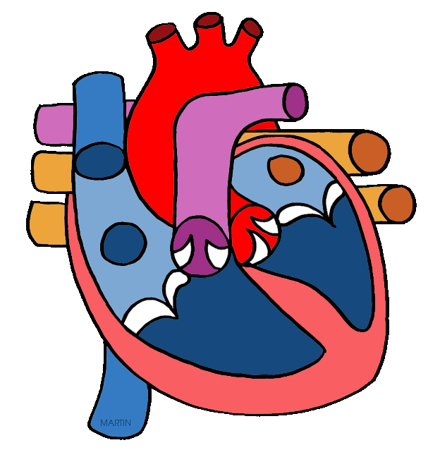 624x648 Real Heart Clipart Image Group