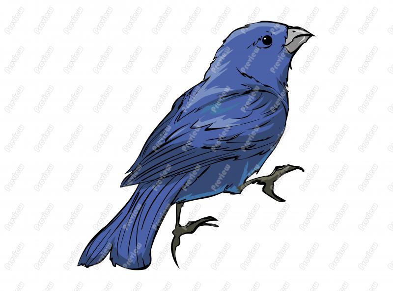 800x593 Realistic Blue Bunting Birdcharacter Clip Art