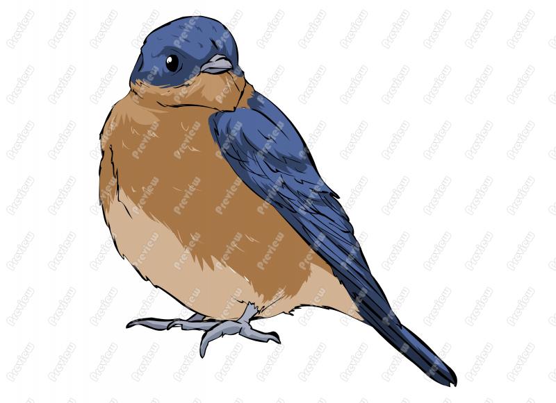 800x581 Realistic Eastern Bluebird Character Clip Art