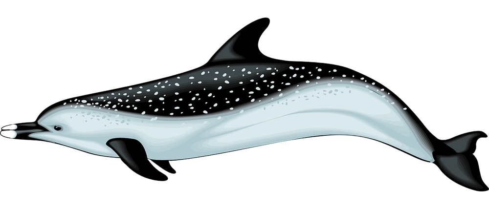 1000x430 Top 77 Dolphin Clip Art