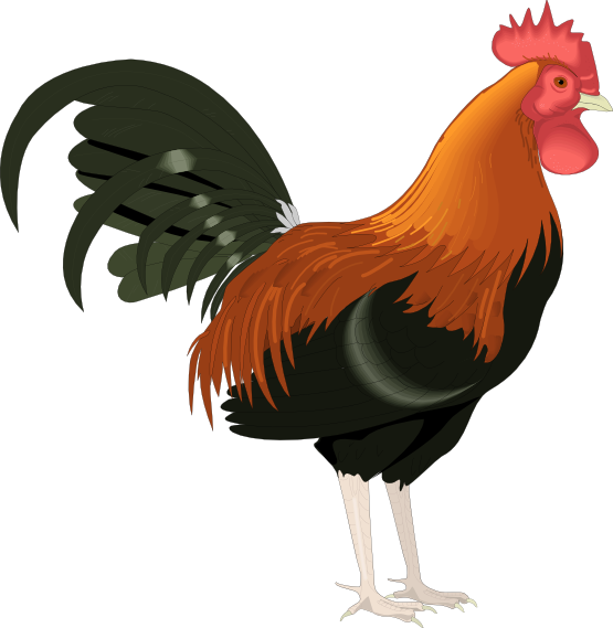 555x569 Animal Clipart Chick
