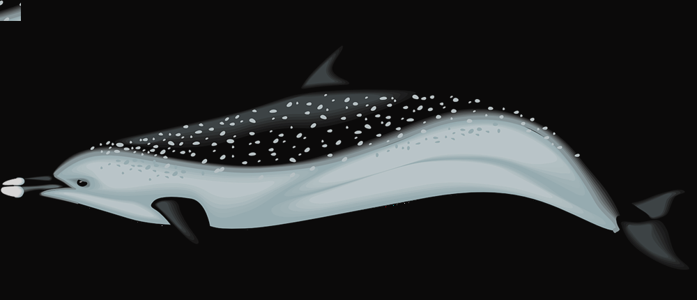 1000x430 Realistic Dolphin Clipart