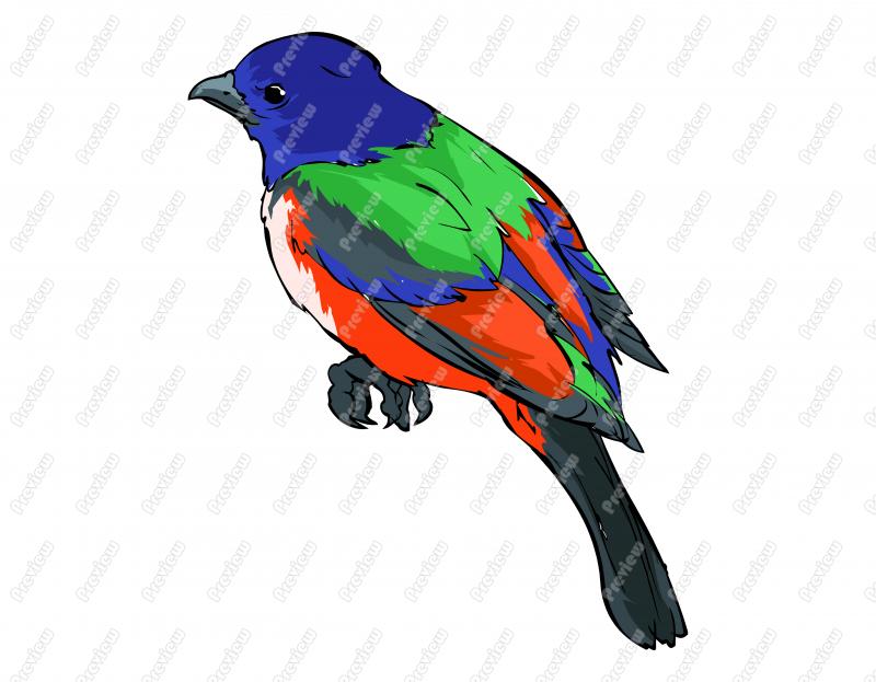 800x623 Realistic Painted Bunting Bird Character Clip Art
