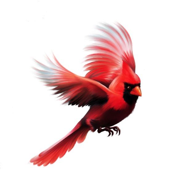 590x568 Collection Of Cardinal Bird Flying Drawing High Quality