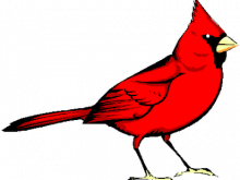 220x165 Cardinal Clipart Free Animal Clipart Bird Clipart Northern