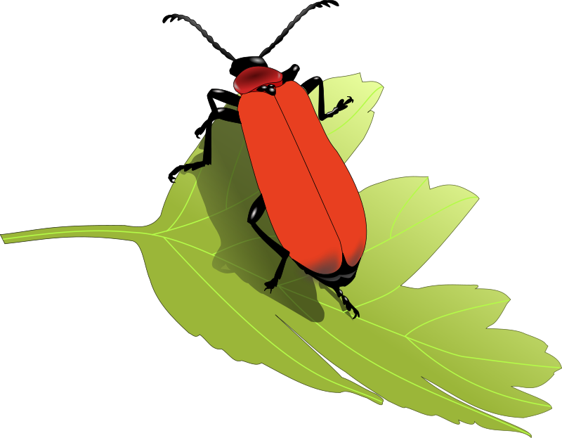 800x623 Cardinal Clip Art