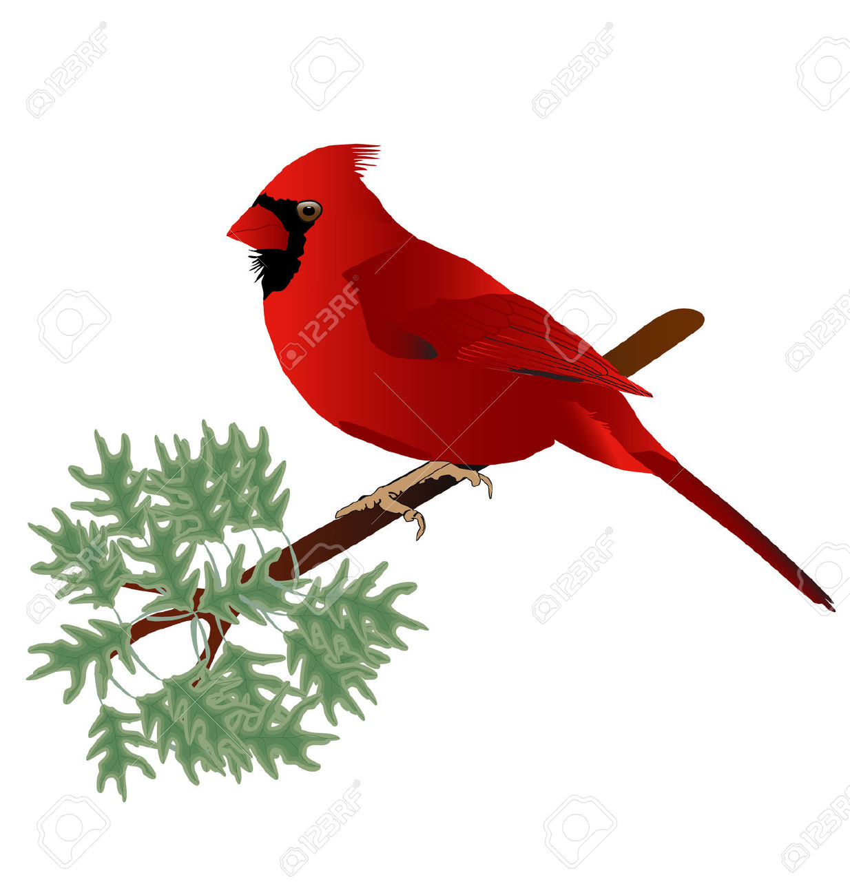 1234x1300 Cardinal Bird On Branch Clip Art Cliparts