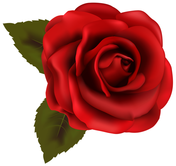 600x566 Beautiful Red Rose Transparent Png Clip Art Image Things To Wear