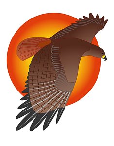 235x300 Red Tailed Hawk Drawings Fine Art America