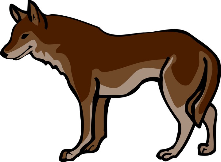 720x527 Mexican Wolf Clipart
