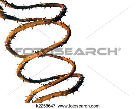450x362 See Thorn Clipart