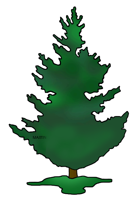 431x648 Douglas Fir Tree Clip Art Cliparts