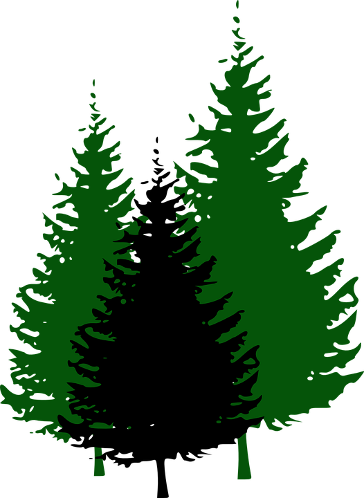 526x720 Pine Clipart Forest Tree