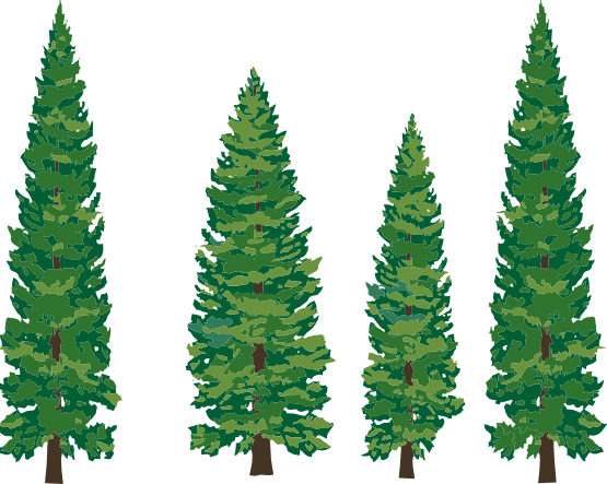 555x443 Pine Tree Clip Art 5 Image