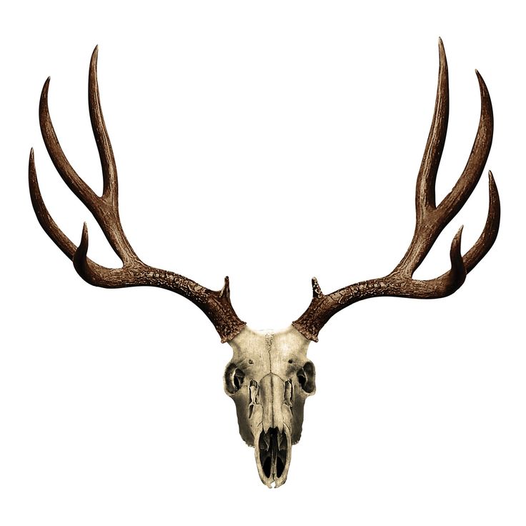 736x736 Buck Clipart Deer Skull