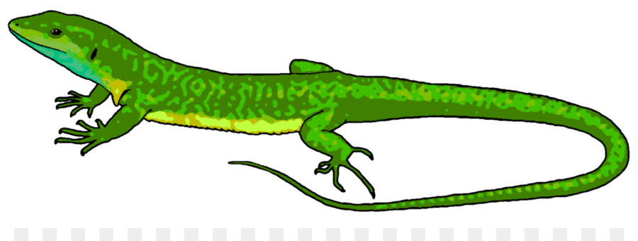 900x340 Lizard Chameleons Reptile Common Iguanas Clip Art